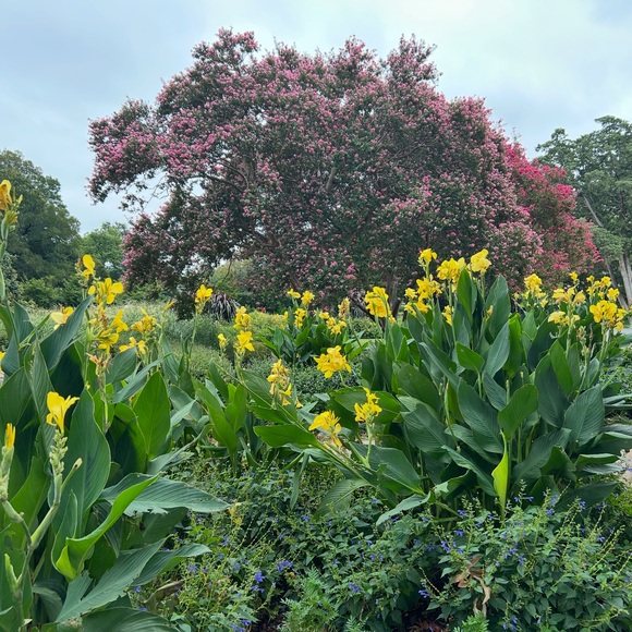 laceandlillies